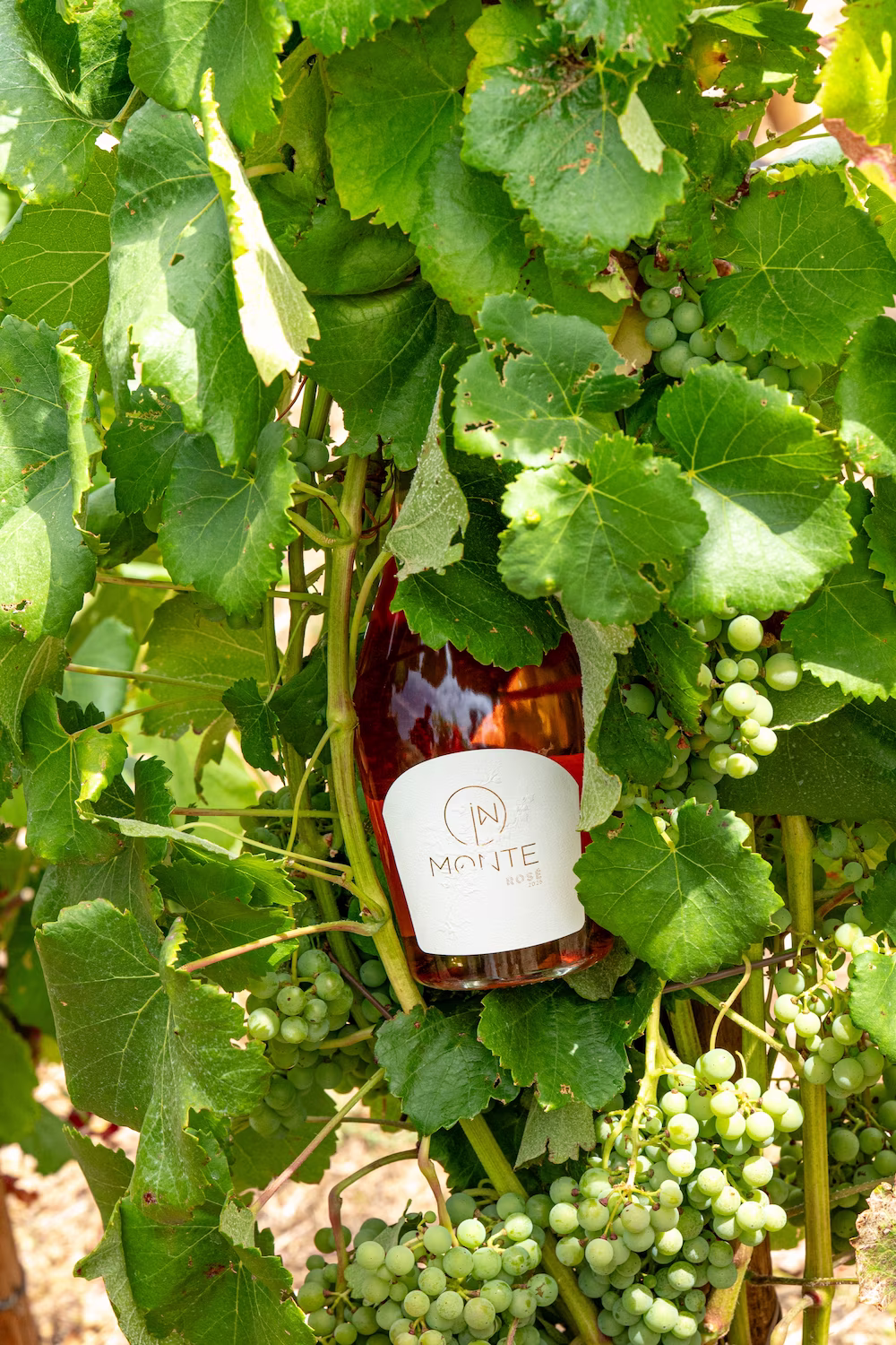 In Monte Rosé - detalhe do vinho