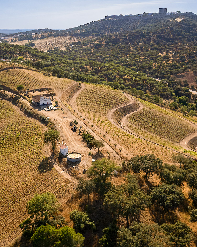 Vista da vinha de patamares em Évora Monte